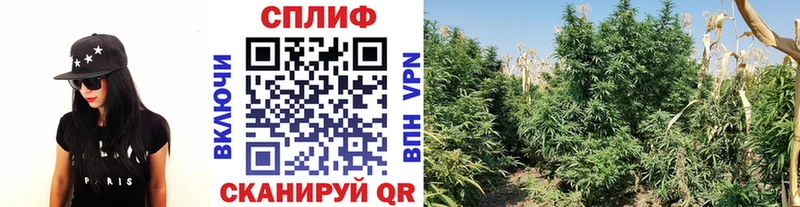 Марихуана Amnesia  кракен ссылки  Калач 
